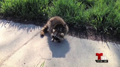 Emiten alerta de rabia por mapache en condado Seminole – Telemundo ...