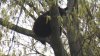 Capturan al oso negro que estaba trepado en un árbol en Lake Eola