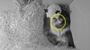 Por fin, mamá panda deja ver a su nuevo pequeñín tras días críticos