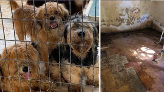 Animales rescatados de casa embargada en el condado Orange.