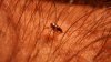 Alerta tras detectarse casos de letal peste bubónica en China y otros países