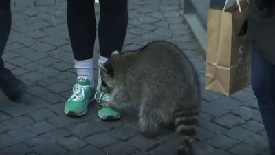 Ebrio? Mapache causa furor en una calle – Telemundo Orlando (31)