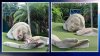 Vandalizan escultura de “La musa” en Lake Eola