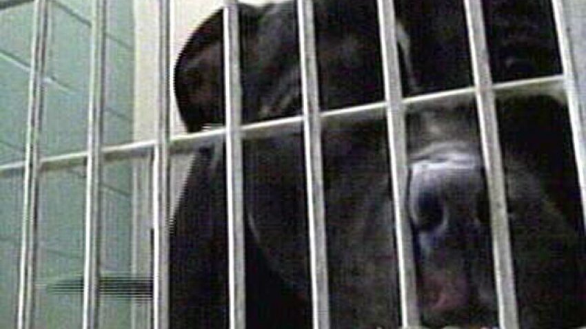 pitbullOakland