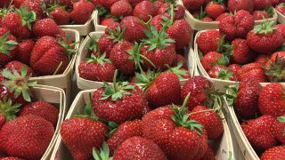 Recoge fresas en Butler's Orchard