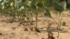 Florida se enfrenta a una sequía severa, según autoridades