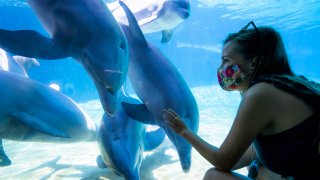 A visitor wearing a face mask looks at dolphins at SeaWorld San Diego.