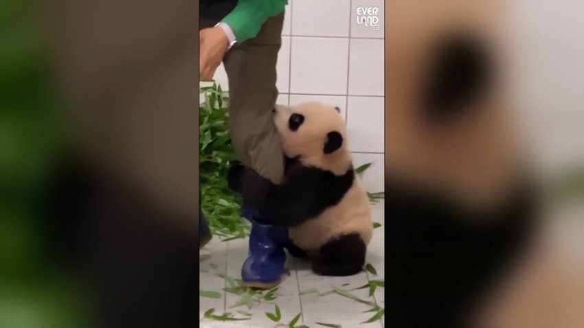 Viral: panda bebé protagoniza tierno momento con su cuidador y las redes estallan