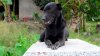 Mino, la perrita que lleva 3 años cuidando la tumba de su pequeño dueño