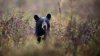 Pareja de Florida se declara culpable de atacar a osos con perros