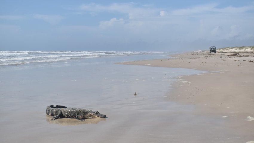 El animal estaba disfrutando de la playa a unas 25 millas al sureste de Corpus Christi.