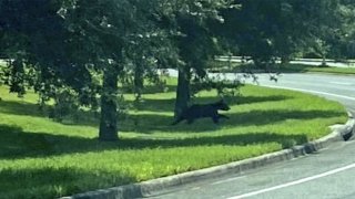 Oso en el campus de UCF