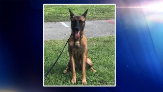 Zena, perro policía de Cocoa