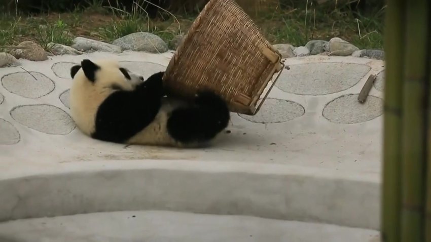 Panda juguetona se roba el corazón de todos con su obsesión por una cesta