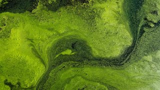 Alga tóxica verde azuladas