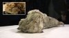 Insólito: revelan fósil de león cavernario perfectamente conservado por 28,000 años