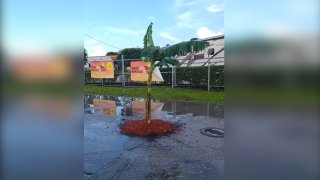 Se hartó del hueco: siembra árbol de banano dentro de bache en plena