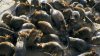 Invadida de ratas: Manhattan alcanza cifra récord de población de roedores