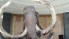 México tendrá su museo del mamut junto a nuevo aeropuerto