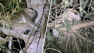 Animales a la fuga: monos se escapan en la SR-54 tras accidente