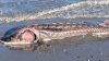 “Parecía un dinosaurio vivo”: encuentran extraño pez en una playa cerca de Boston