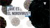 ¿Qué es el norovirus?