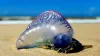 Advierten de presencia de peligroso animal marino parecido a la medusa en playas de Florida Central