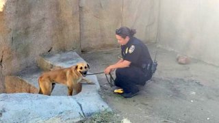 The male German shepherd was caught by an officer with the San Diego Humane Society.