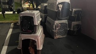 Policía: se estrella camioneta que transportada 17 perros en Ocala