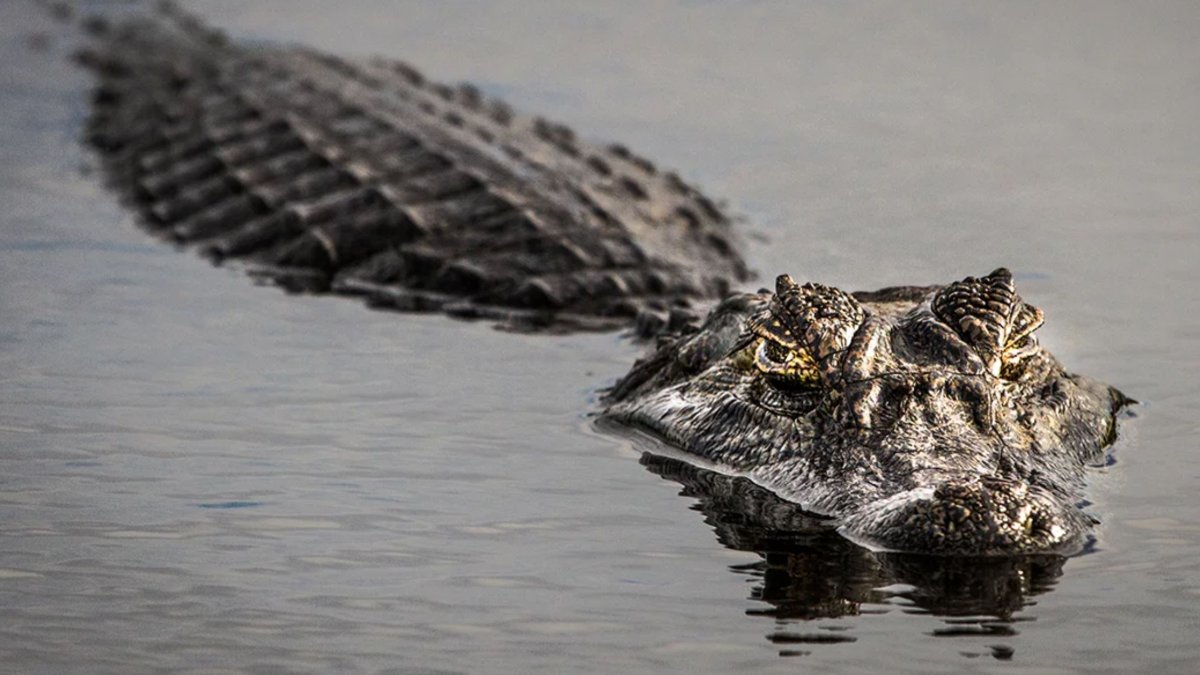 The heat is coming and the alligators are coming out: the alert of the authorities in Florida
