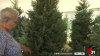 Incrementa el precio de los árboles naturales de Navidad