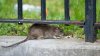 Multan a alcalde de Nueva York por infestación de ratas en su casa, según medios