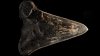 Hallan fósil del ancestro del megalodón, el prehistórico tiburón gigante