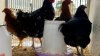 Residentes de Orlando compran gallinas para ahorrar ante el alza en el precio de los huevos