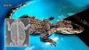 ¿Qué encontraron dentro del caimán rescatado en mal estado en un parque de Nueva York?
