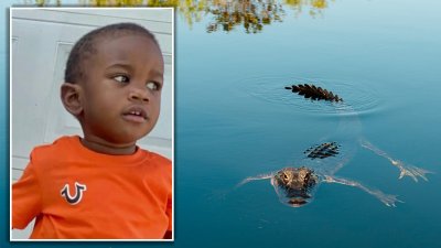 Su padre lo habría tirado al lago: hallan a niño en las fauces de un caimán en Florida