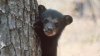 Advierten sobre mayores avistamientos de osos negros en Florida