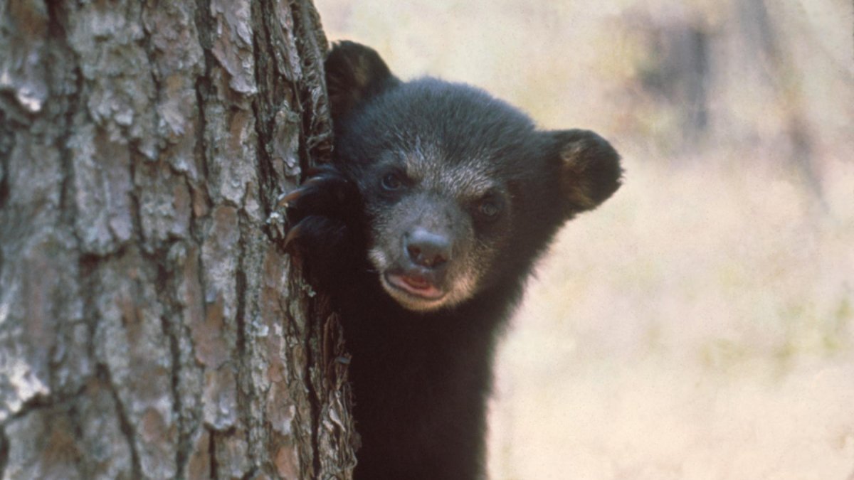 Warn of rising black bear sightings in Florida