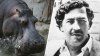Muere en aparatoso accidente de tránsito descendiente de los hipopótamos de Pablo Escobar