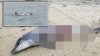 Captado en video: tiburón se come a un delfín