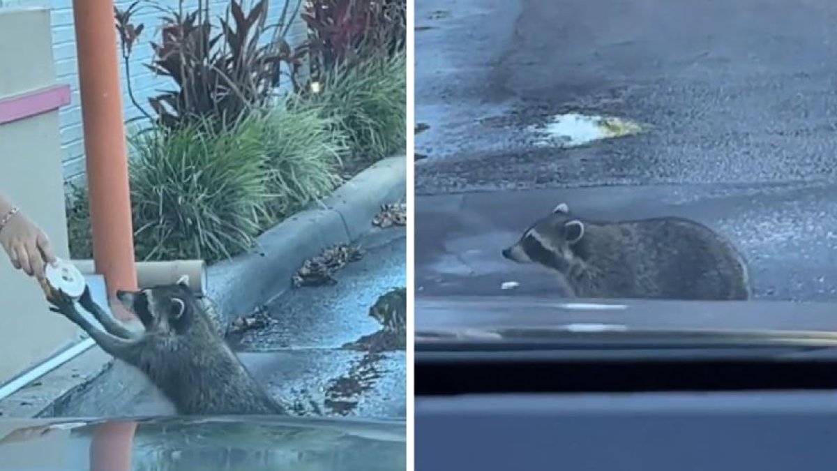 Raccoon Gets Donut at Florida Dunkin Store: Viral Video Capture - Archyde