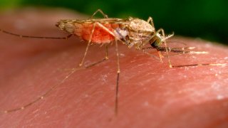 FILE - This 2014 photo made available by the U.S. Centers for Disease Control and Prevention shows a feeding female Anopheles gambiae mosquito. The species is a known vector for the parasitic disease malaria.
