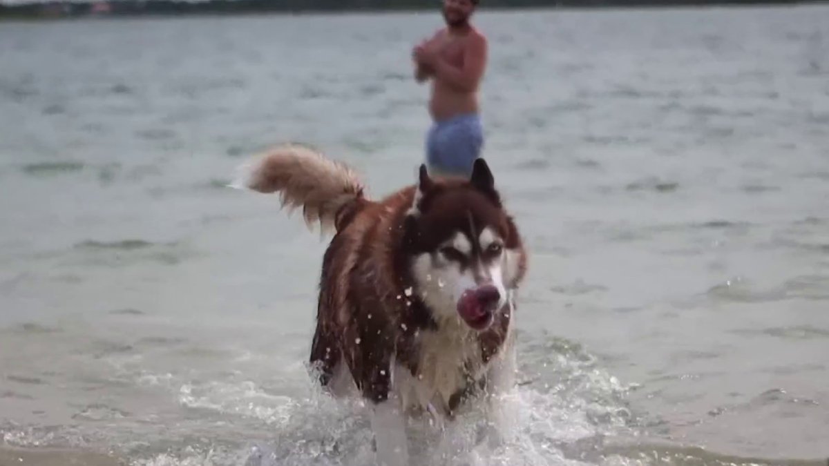 se permiten perros en las playas del condado de volusia