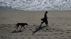 Condado de Florida permitirá más perros en su playa bajo un programa piloto