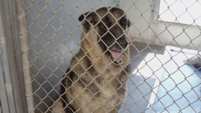 Desocupar los albergues: cientos de animales en el condado Osceola buscan ser adoptados