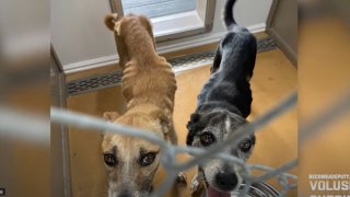 Los perros se encontraban desnutridos.