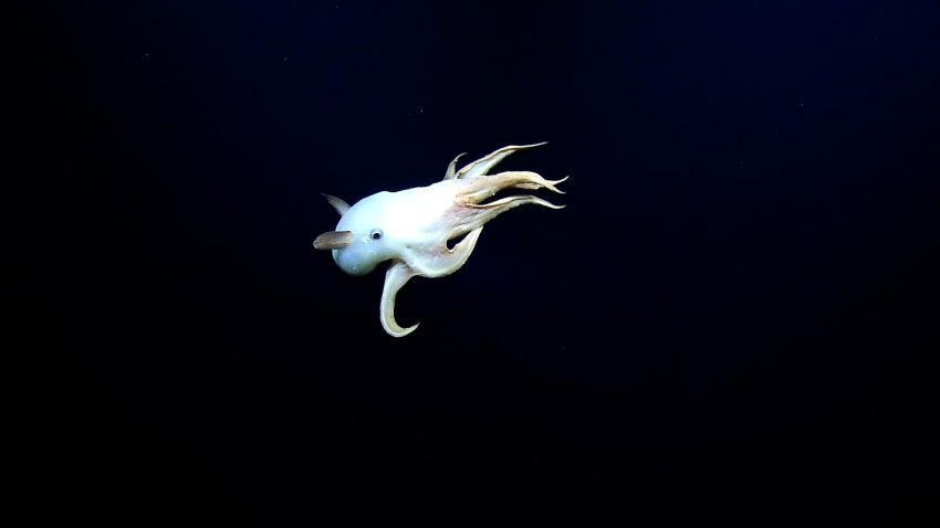 Rare Dumbo Octopus