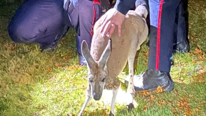 A kangaroo punched a police officer in Canada after escaping.