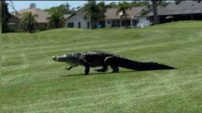 Video: captan enorme caimán de al menos 10 pies paseando por campo de golf