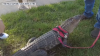 Wally, el caimán de apoyo emocional robado en Georgia, “desaparece” en un pantano